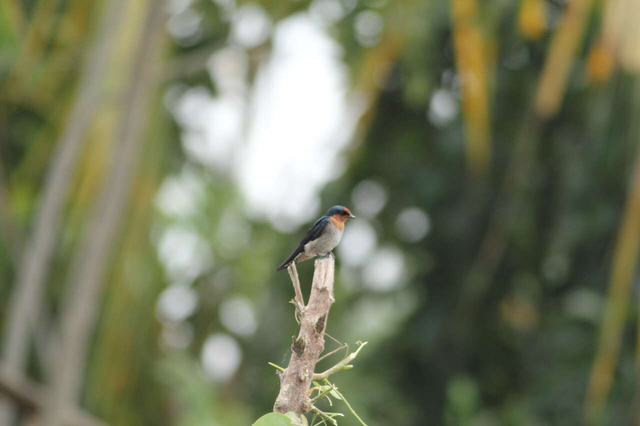 Image of Pacific Swallow