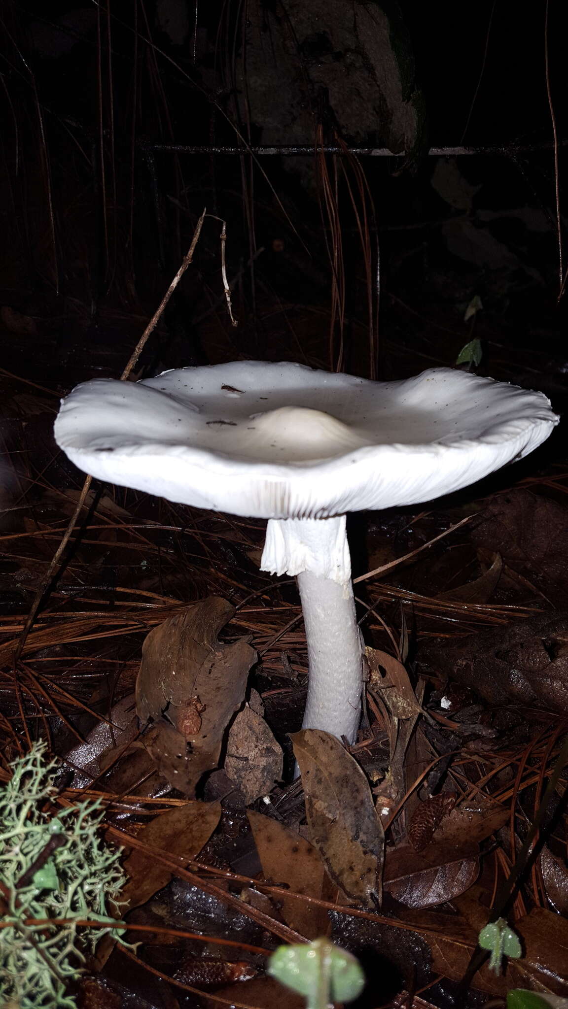 Image of Fool's Mushroom