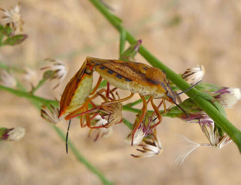 Image of <i>Carpocoris mediterraneus</i>