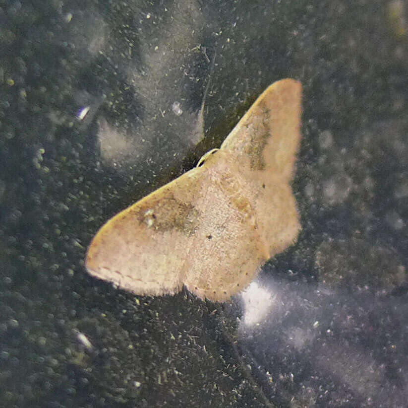 Image of Idaea degeneraria Hübner 1798