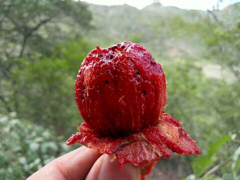 Image de Escontria chiotilla (F. A. C. Weber) Rose