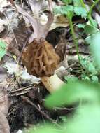 Image of Morchella punctipes Peck 1903