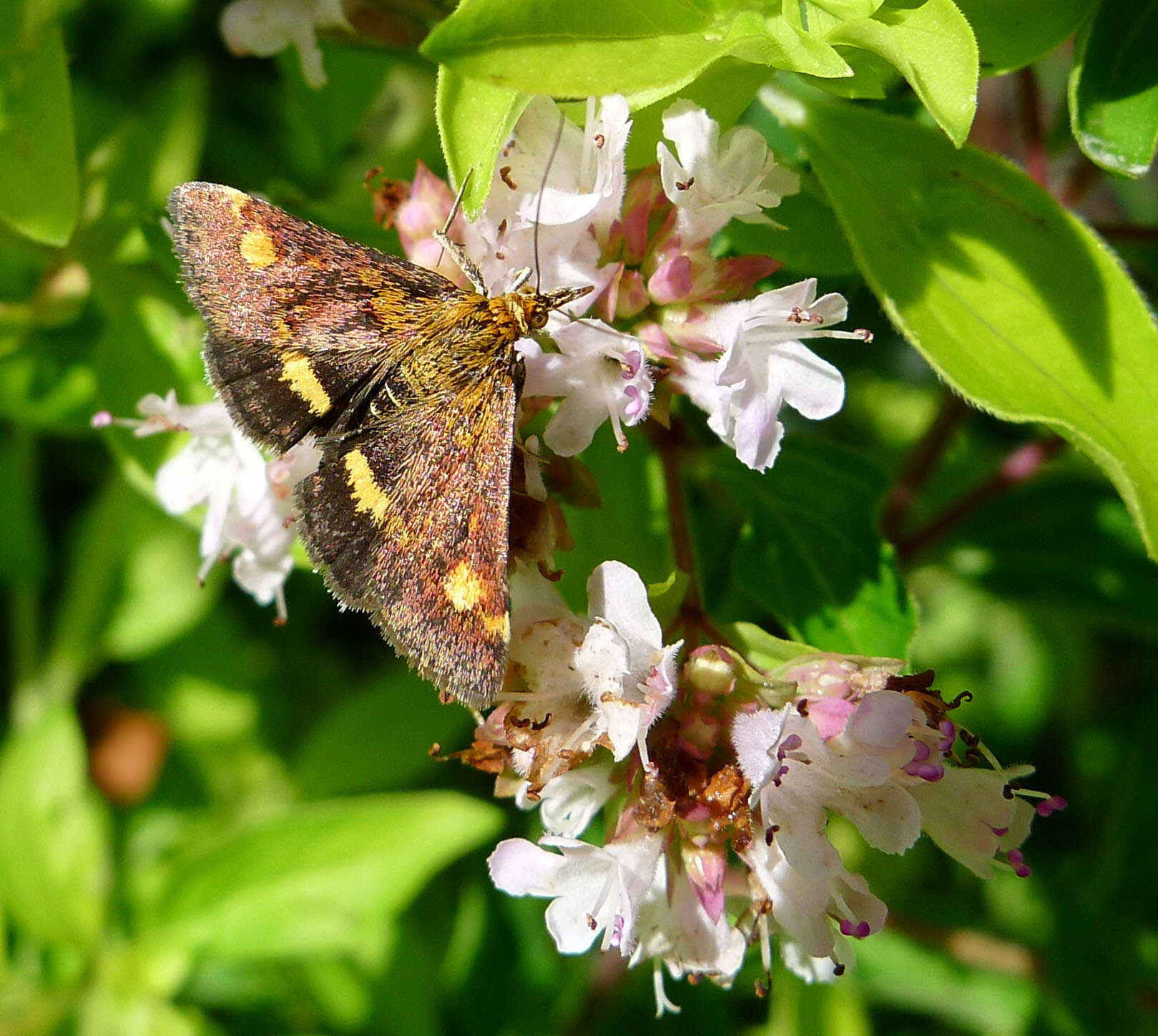 Image of Mint moth