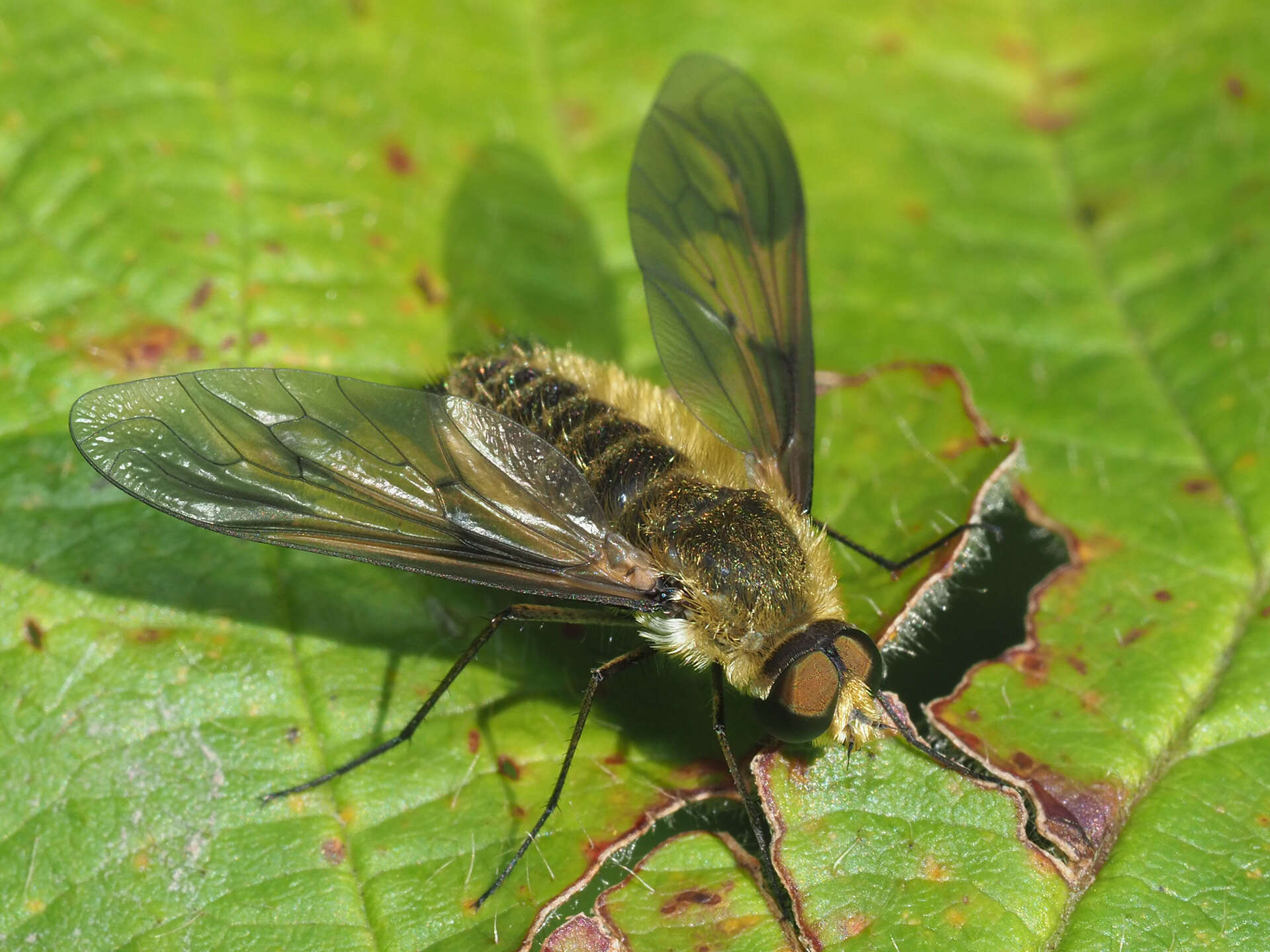 Image of Notolomatia pictipennis (Wiedemann 1828)