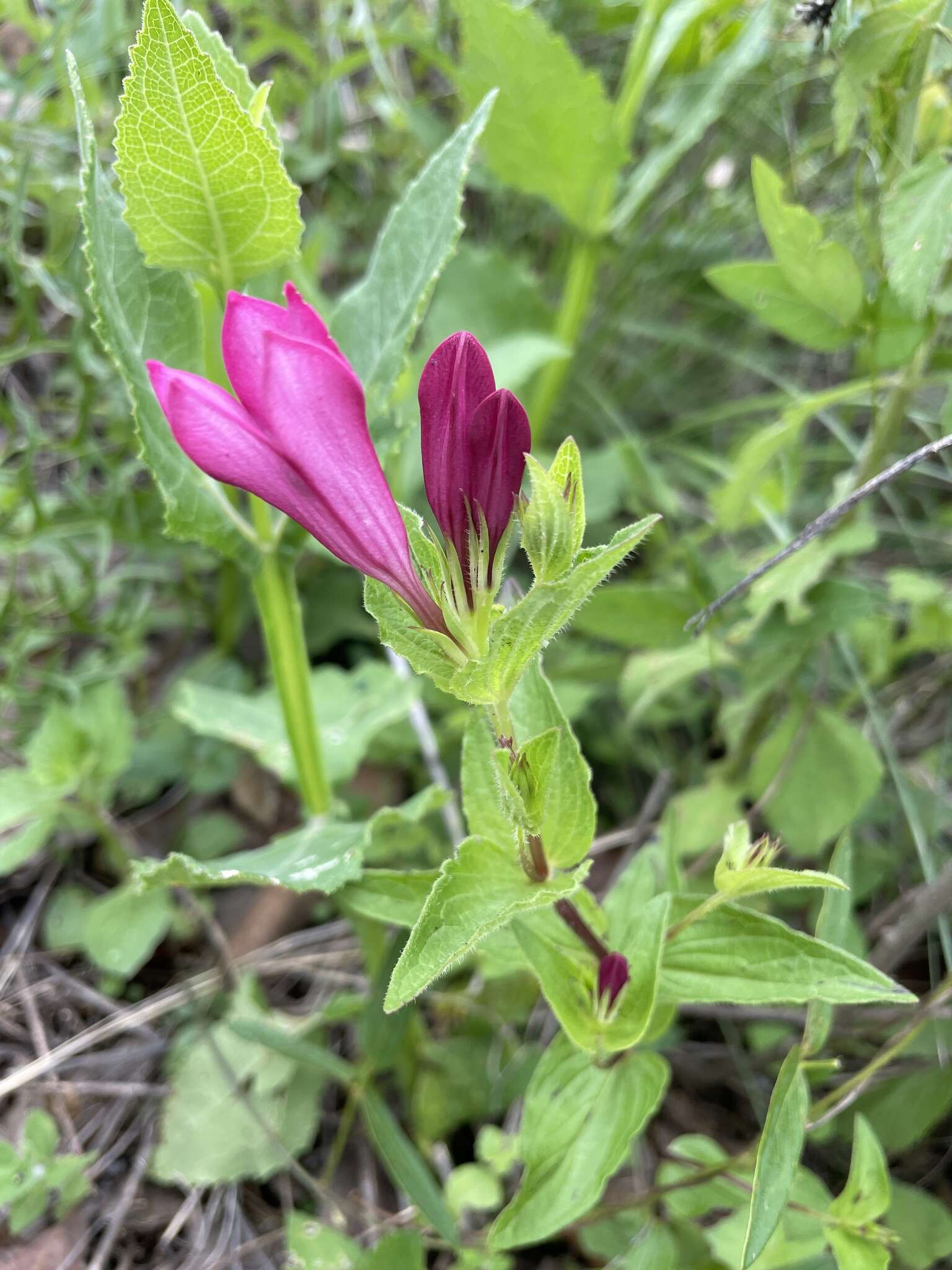 Imagem de Spigelia scabrella Benth.