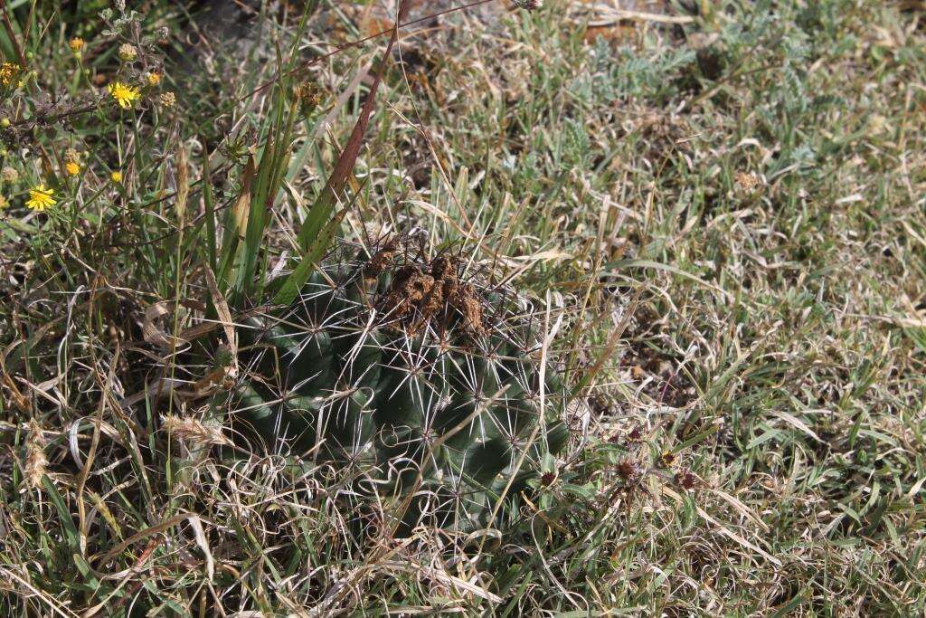 Image of Coryphantha georgii Boed.