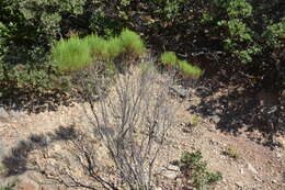 Imagem de Ericameria arborescens (A. Gray) Greene