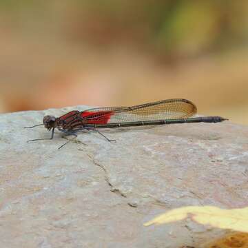 Hetaerina americana (Fabricius 1798) resmi