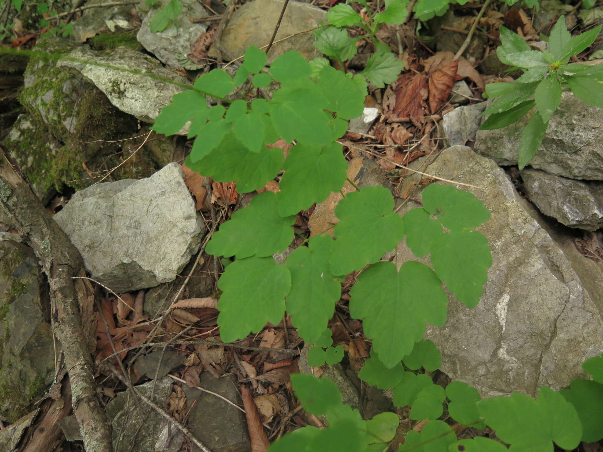 Imagem de Thalictrum tuberiferum Maxim.