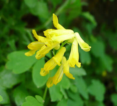 Image of yellow corydalis