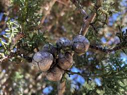 Image of Santa Cruz Cypress