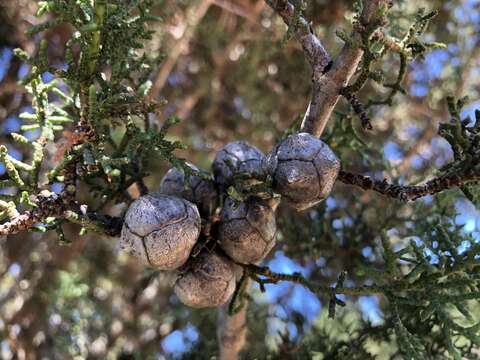 Cupressus goveniana var. abramsiana (C. B. Wolf) Little resmi