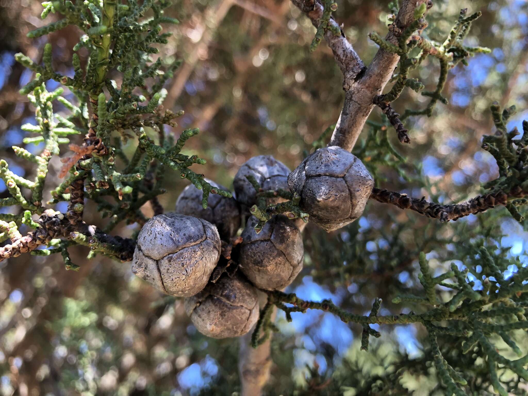 صورة Cupressus goveniana var. abramsiana (C. B. Wolf) Little