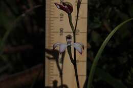 Caladenia clarkiae D. L. Jones resmi