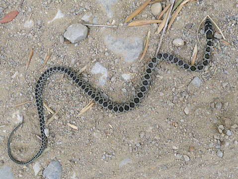 Image of Horseshoe Whip Snake