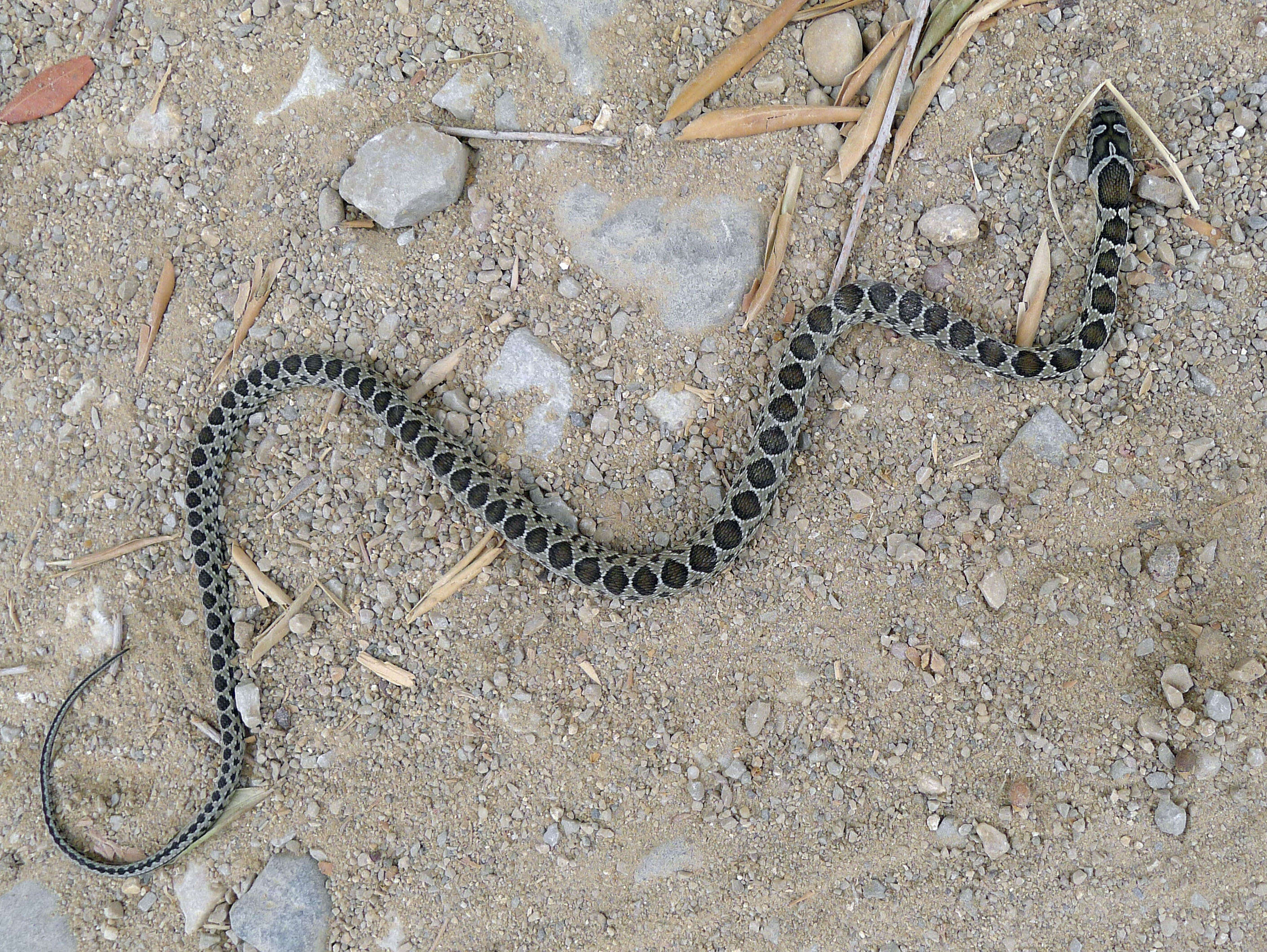 Sivun Hemorrhois hippocrepis (Linnaeus 1758) kuva