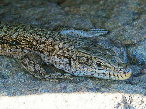 Image of Anatolian Lizard