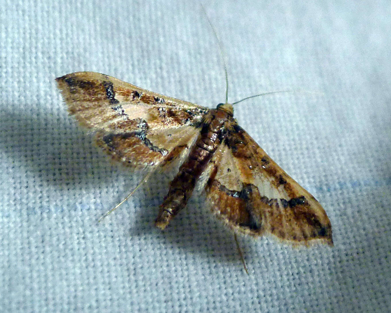 Image of Ornate Hydriris Moth