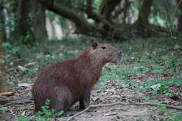 Image of Lesser Capybara