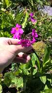 Primula parryi A. Gray resmi