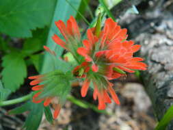 Image of acute Indian paintbrush