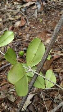 Image de Noronhia crassinodis H. Perrier