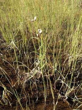 صورة Baccharis juncea (Lehm.) Desf.