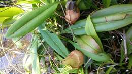 Image of Madagascar pitcher plant