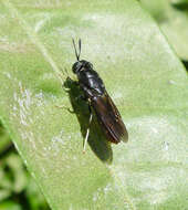 Image of Black Soldier Fly