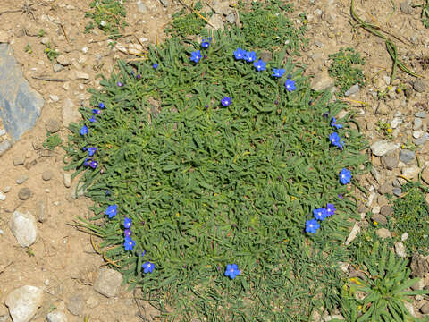 Image of Anchusa cespitosa Lam.