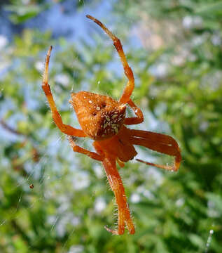 Image of Araneus alsine (Walckenaer 1802)