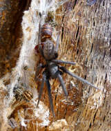 Image of Cellar Spider