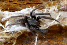 Image of Cellar Spider