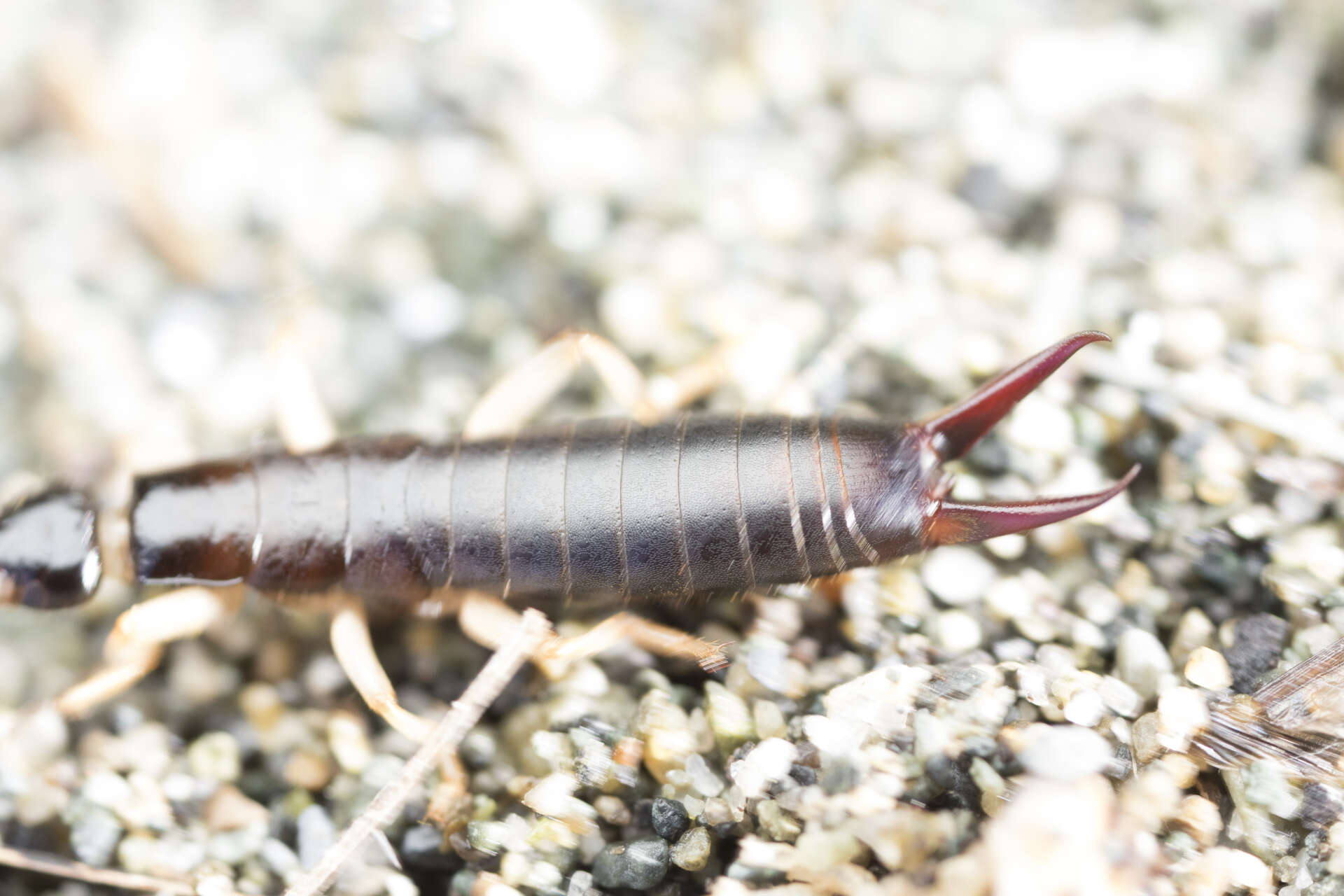 Image of Maritime earwig