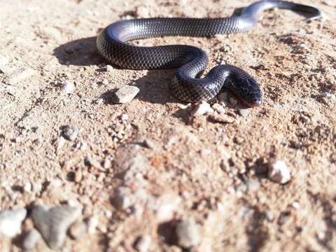 Image of Cape Wolf Snake