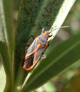 Image of Caenocoris nerii (Germar & E. F. 1847)