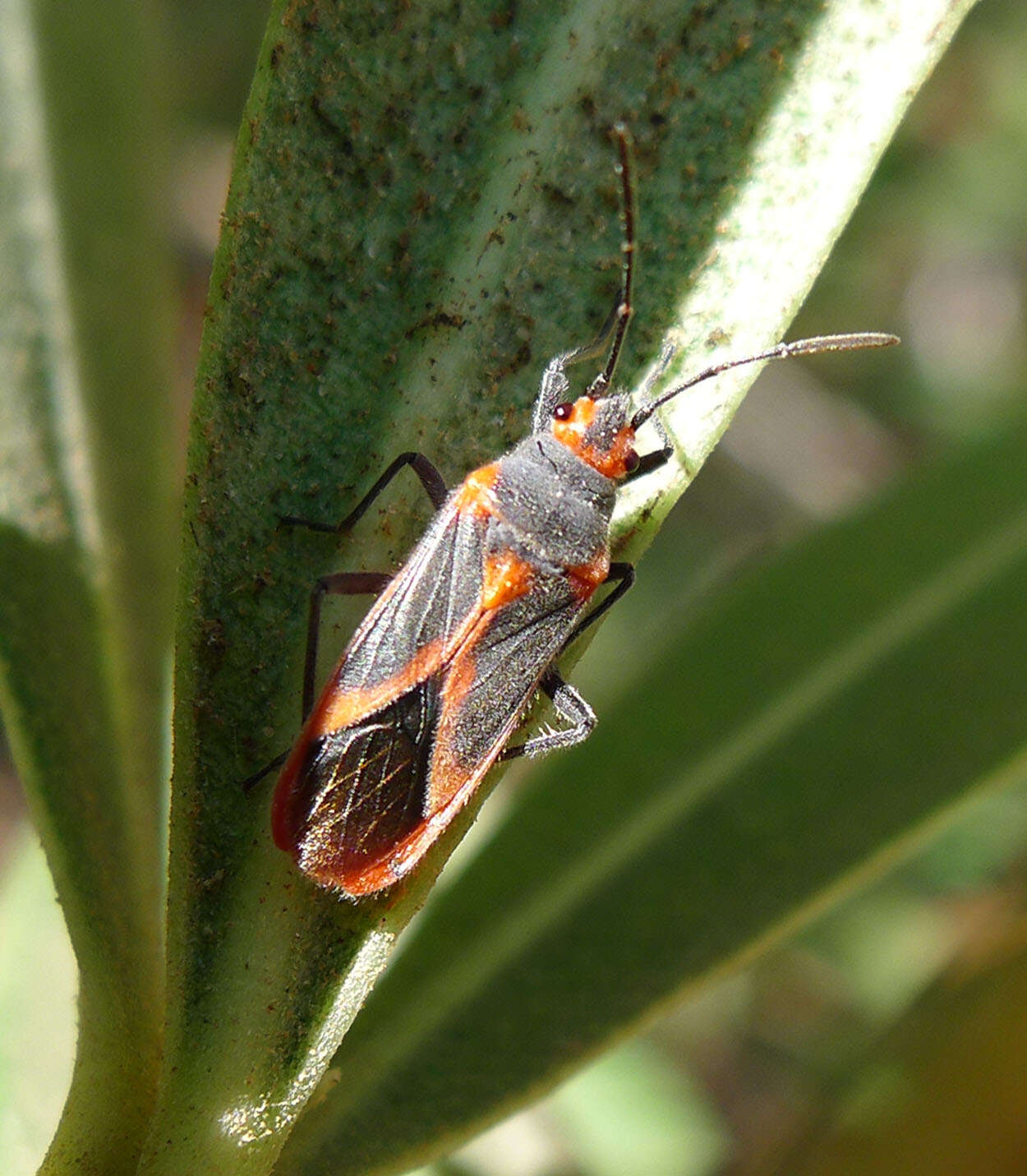 Image of Caenocoris nerii (Germar & E. F. 1847)