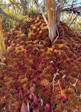 Imagem de Sphagnum flavicomans Warnstorf 1911