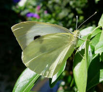 Image of cabbage butterfly