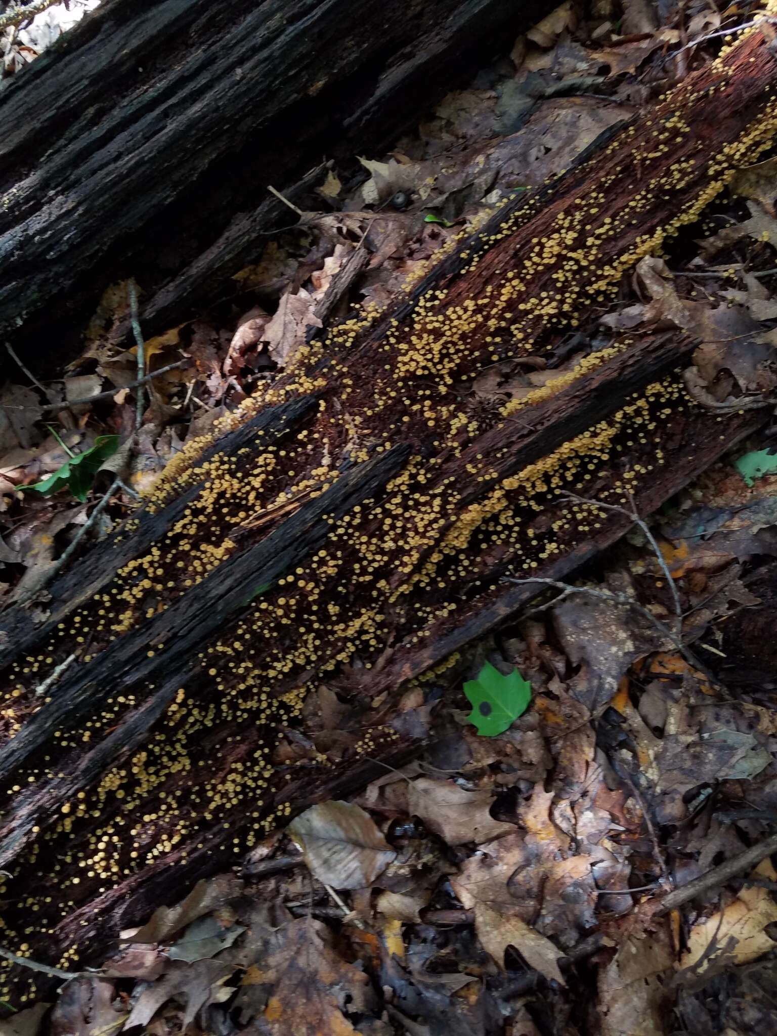 Image of Xeromphalina kauffmanii A. H. Sm. 1953