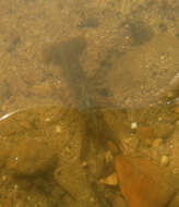 Image of freshwater crayfishes
