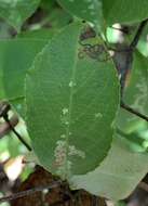 صورة Stigmella oxyacanthella (Stainton 1854) Beirne 1945