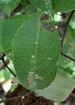 Image of Stigmella oxyacanthella (Stainton 1854) Beirne 1945