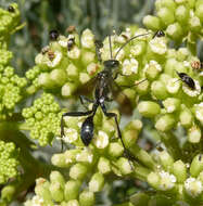 Image of Mud dauber