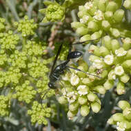 Image of Mud dauber