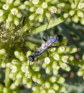 Image of Mud dauber