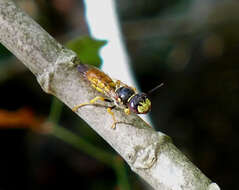 Imagem de Philanthus triangulum (Fabricius 1775)