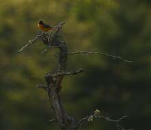 Image of Baltimore Oriole