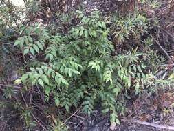 Image of goldenrain tree