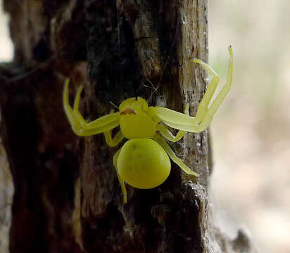 Image of Flower Crab Spiders